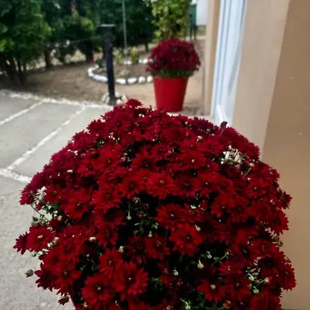 Апартаменты Novi Grad *