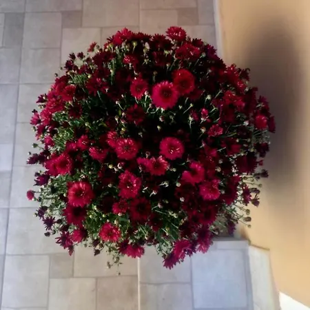 Novi Grad Суботица