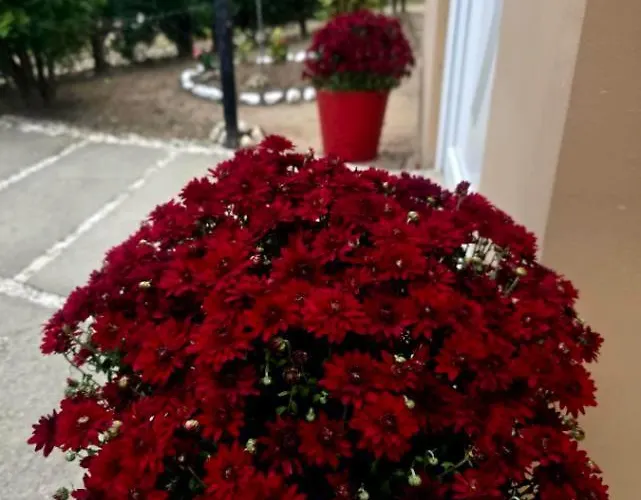 Apartment Novi Grad *